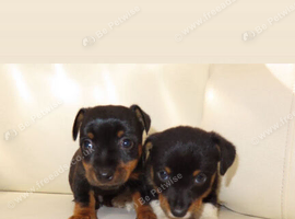 Jack Russells