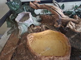 Bull snake and tank