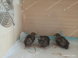 Available Tennis Ball Size Tiny Button Quail one boy and one female the pair for &pound;12