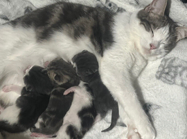 1 kittens left