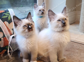 Beautiful GCCF Registered Ragdoll Kittens