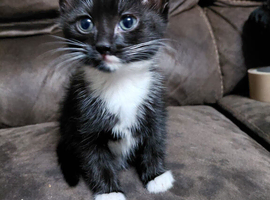 9 weeks old kitten