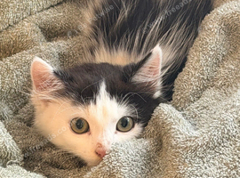 Feral kittens