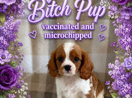 Beautiful litter of cavalier King Charles puppies ready for there forever homes