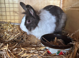 Lionhead lops