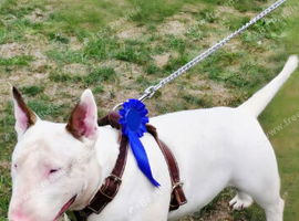 Stud English bull terrier