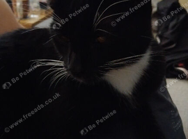 Kitten for rehomeing