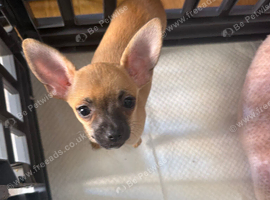 1 girl  chihuahua  pup