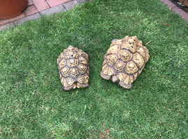 Breeding pair of leopard tortoises