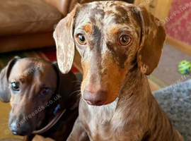 4 beautiful Dachshund puppies for sale