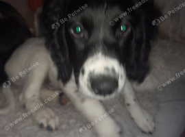 Wonderful Sprocker Pup.