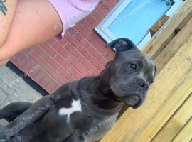 Puppy