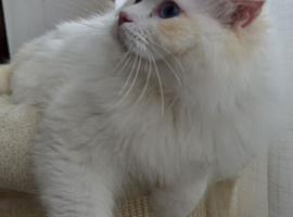 Cream Ragdoll for sale