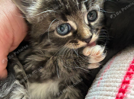 Kittens mixed breed