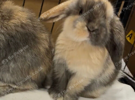 Mini Lop Bunnies