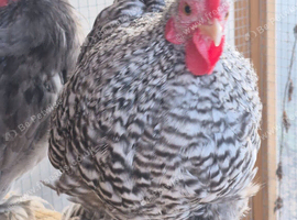 Pekin cockerels Available