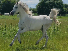 Smashing Arabian gelding