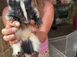 Skunks