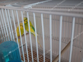 Budgie