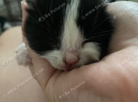 Ragdoll mix kittens