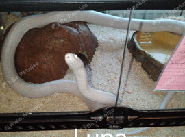 Corn snake x 2 Blizzard / Snow
