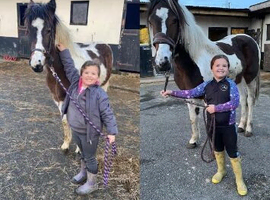 Paint x cob mare 5 years old