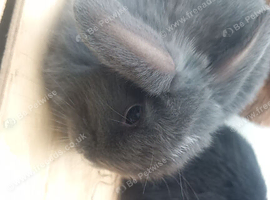READY NOW LIONHEADS