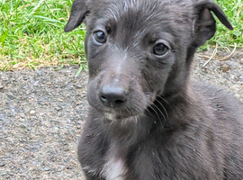 Collie whippet x