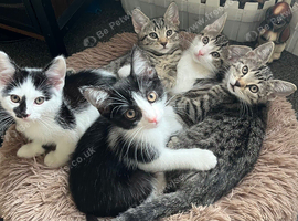 Lovely kittens for sale
