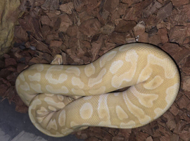 Male and female royal python for sale