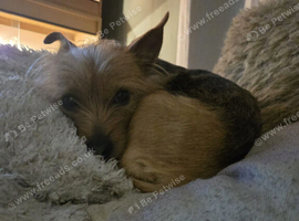 5 year old female chorkie
