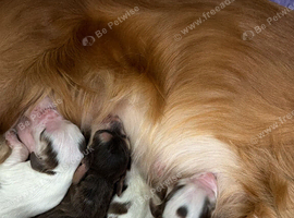 STUNNING SHOW COCKER SPANIEL PUPPIES
