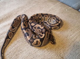 Royal pythons for sale giving up hobby