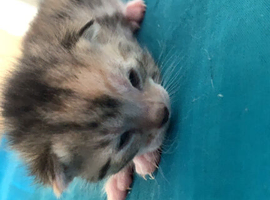 tabby kitten