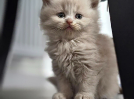 3  fluffy Scottish fold and straight females left