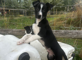 Gorgeous ISDS health tested Border Collie Puppies