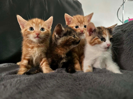 8 week old kittens