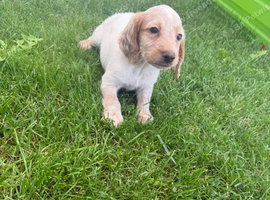 Cocker spaniel puppies