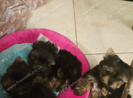 Yorkshire terrier Puppy's
