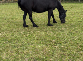 pure-bred friesan mare & foal for sale total &pound;8,000