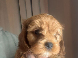 ️ READY TO LEAVE Beautiful Cavapoo puppies️