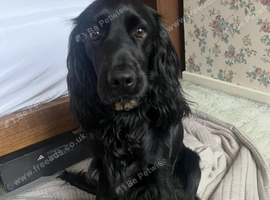 1 beautiful female cocker