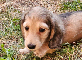 Miniature longhaired daschund puppies!