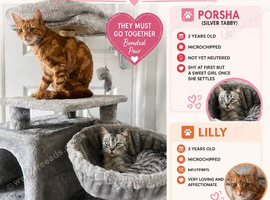 Female cats