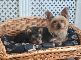 Yorkshire Terrier puppies