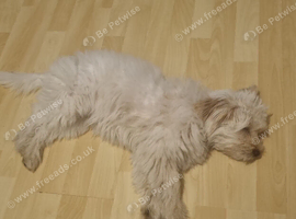 Beautiful bichon frise