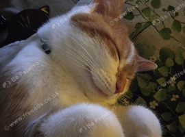 Neutered male 3 yrs old