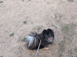 Female Pomeranian
