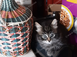 Playful Kittens for sale.  30.00  Pounds. Each