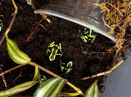 Dendrobates aurutus dart frogs